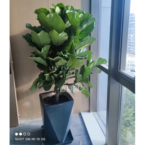 琴葉榕