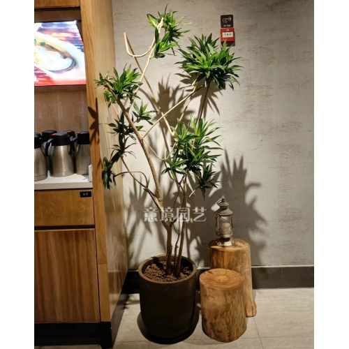 造型百合竹