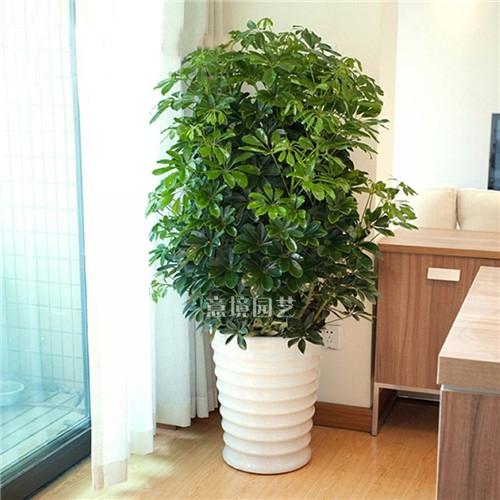 鴨腳木
