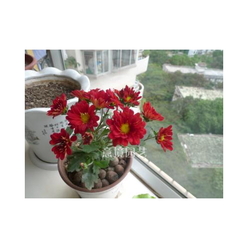 紅色菊花