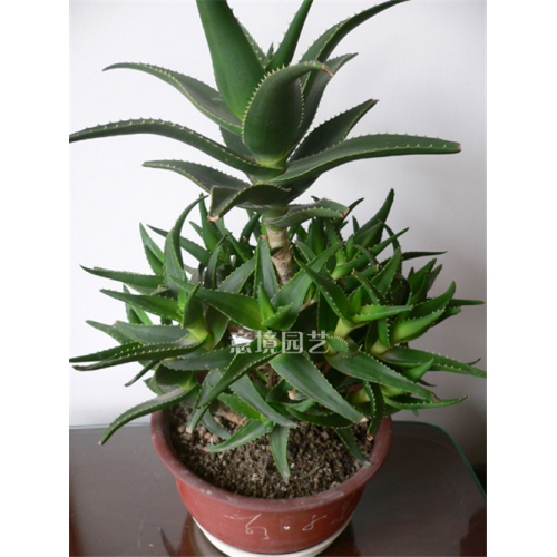 蘆薈