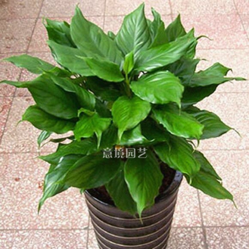 萬(wàn)年青