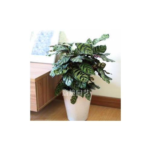 孔雀竹芋